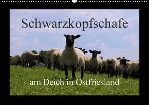 Schwarzkopfschafe am Deich in Ostfriesland (Wandkalender 2021 DIN A2 quer) von Poetsch,  Rolf