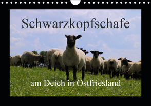 Schwarzkopfschafe am Deich in Ostfriesland (Wandkalender 2021 DIN A4 quer) von Poetsch,  Rolf