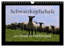Schwarzkopfschafe am Deich in Ostfriesland (Wandkalender 2024 DIN A4 quer), CALVENDO Monatskalender von Poetsch,  Rolf