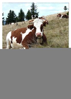 Schwarzwald und Kühe im Hochformat (Wandkalender 2024 DIN A2 hoch), CALVENDO Monatskalender von Goldscheider,  Biothemen,  Stefanie