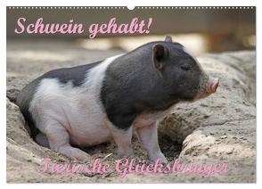 Schwein gehabt! (Wandkalender 2024 DIN A2 quer), CALVENDO Monatskalender von Lindert-Rottke,  Antje