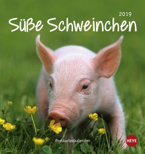 Schweinchen Postkartenkalender – Kalender 2019 von Heye