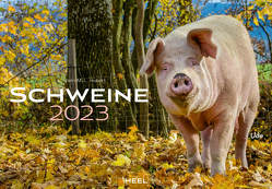 Schweine 2023 von Hubert,  M.-L., Klein,  J. L.
