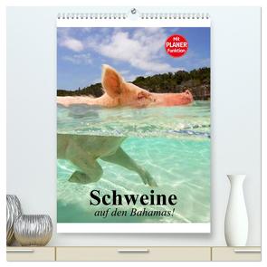 Schweine auf den Bahamas! (hochwertiger Premium Wandkalender 2024 DIN A2 hoch), Kunstdruck in Hochglanz von Stanzer,  Elisabeth