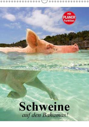 Schweine auf den Bahamas! (Wandkalender 2019 DIN A3 hoch) von Stanzer,  Elisabeth
