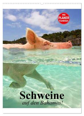 Schweine auf den Bahamas! (Wandkalender 2024 DIN A2 hoch), CALVENDO Monatskalender von Stanzer,  Elisabeth