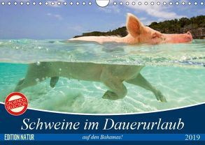 Schweine im Dauerurlaub auf den Bahamas! (Wandkalender 2019 DIN A4 quer) von Stanzer,  Elisabeth