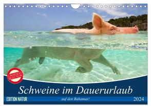 Schweine im Dauerurlaub auf den Bahamas! (Wandkalender 2024 DIN A4 quer), CALVENDO Monatskalender von Stanzer,  Elisabeth