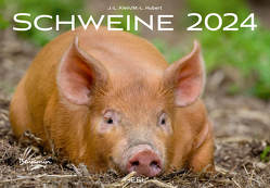 Schweine Kalender 2024 von KLEIN