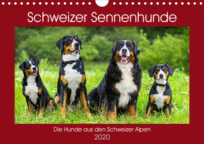 Schweizer Sennenhunde – die Hunde aus den Schweizer Alpen (Wandkalender 2020 DIN A4 quer) von Starick,  Sigrid