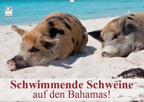 Schwimmende Schweine auf den Bahamas! (Wandkalender 2019 DIN A2 quer) von Stanzer,  Elisabeth