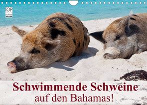 Schwimmende Schweine auf den Bahamas! (Wandkalender 2022 DIN A4 quer) von Stanzer,  Elisabeth