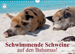 Schwimmende Schweine auf den Bahamas! (Wandkalender 2023 DIN A4 quer) von Stanzer,  Elisabeth