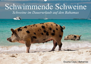 Schwimmende Schweine (Wandkalender 2023 DIN A2 quer) von Stanzer,  Elisabeth