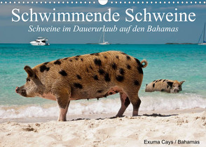Schwimmende Schweine (Wandkalender 2023 DIN A3 quer) von Stanzer,  Elisabeth