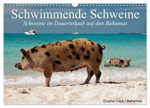 Schwimmende Schweine (Wandkalender 2024 DIN A3 quer), CALVENDO Monatskalender von Stanzer,  Elisabeth