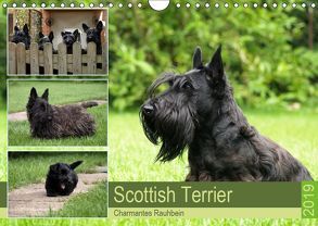 Scottish Terrier – Charmantes Rauhbein (Wandkalender 2019 DIN A4 quer) von Bodsch,  Birgit