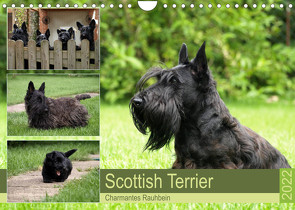 Scottish Terrier – Charmantes Rauhbein (Wandkalender 2022 DIN A4 quer) von Bodsch,  Birgit