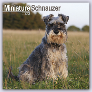 Miniature Schnauzer – Zwergschnauzer 2023 – 16-Monatskalender