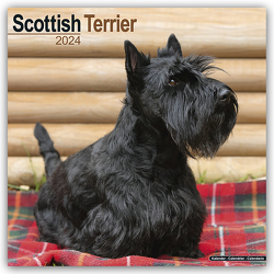 Scottish Terrier – Scottish Terrier 2024- 16-Monatskalender
