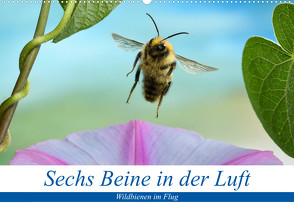 Sechs Beine in der Luft – Wildbienen im Flug (Wandkalender 2023 DIN A2 quer) von Skonieczny,  André