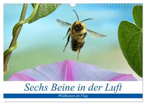 Sechs Beine in der Luft – Wildbienen im Flug (Wandkalender 2024 DIN A3 quer), CALVENDO Monatskalender von Skonieczny,  André