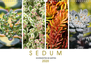 Sedum Schönheiten im Garten (Wandkalender 2020 DIN A3 quer) von Cross,  Martina