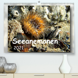 Seeanemonen (Premium, hochwertiger DIN A2 Wandkalender 2021, Kunstdruck in Hochglanz) von Heizmann,  Thomas