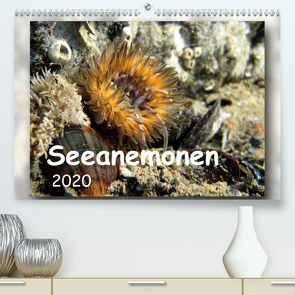 Seeanemonen (Premium, hochwertiger DIN A2 Wandkalender 2020, Kunstdruck in Hochglanz) von Heizmann,  Thomas