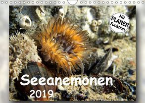 Seeanemonen (Wandkalender 2019 DIN A4 quer) von Heizmann,  Thomas