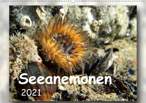 Seeanemonen (Wandkalender 2021 DIN A2 quer) von Heizmann,  Thomas