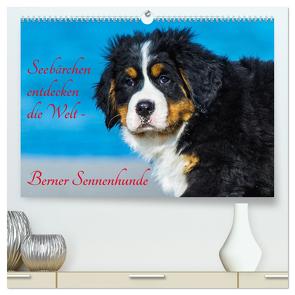 Seebärchen entdecken die Welt – Berner Sennenhunde (hochwertiger Premium Wandkalender 2024 DIN A2 quer), Kunstdruck in Hochglanz von Starick,  Sigrid