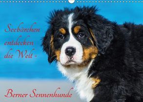 Seebärchen entdecken die Welt – Berner Sennenhunde (Wandkalender 2019 DIN A3 quer) von Starick,  Sigrid