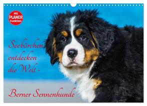 Seebärchen entdecken die Welt – Berner Sennenhunde (Wandkalender 2024 DIN A3 quer), CALVENDO Monatskalender von Starick,  Sigrid