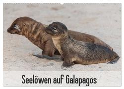 Seelöwen auf Galapagos (Wandkalender 2024 DIN A2 quer), CALVENDO Monatskalender von Reuke,  Sabine