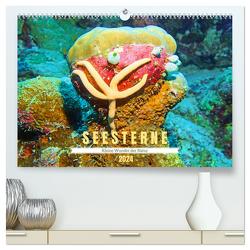 Seesterne – Kleine Wunder der Natur (hochwertiger Premium Wandkalender 2024 DIN A2 quer), Kunstdruck in Hochglanz von Hess,  Andrea