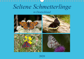 Seltene Schmetterlinge in Deutschland (Wandkalender 2020 DIN A3 quer) von Erlwein,  Winfried