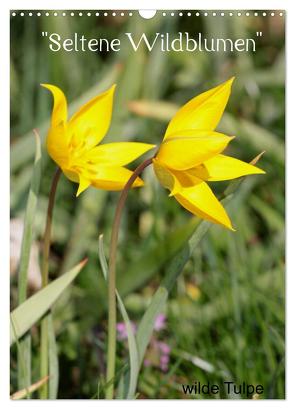 Seltene Wildblumen (Wandkalender 2024 DIN A3 hoch), CALVENDO Monatskalender von Erlwein,  Winfried