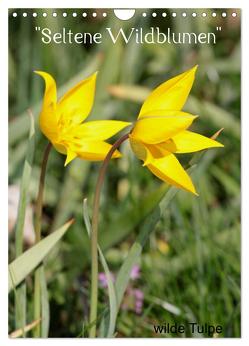 Seltene Wildblumen (Wandkalender 2024 DIN A4 hoch), CALVENDO Monatskalender von Erlwein,  Winfried