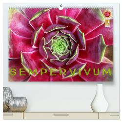 Sempervivum – Hauswurz (hochwertiger Premium Wandkalender 2024 DIN A2 quer), Kunstdruck in Hochglanz von Cross,  Martina