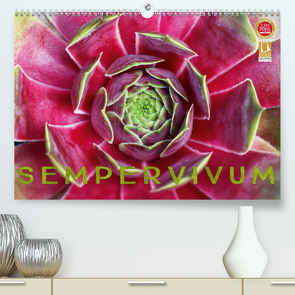 Sempervivum – Hauswurz (Premium, hochwertiger DIN A2 Wandkalender 2020, Kunstdruck in Hochglanz) von Cross,  Martina