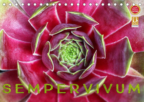 Sempervivum – Hauswurz (Tischkalender 2022 DIN A5 quer) von Cross,  Martina