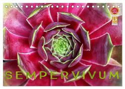 Sempervivum – Hauswurz (Tischkalender 2024 DIN A5 quer), CALVENDO Monatskalender von Cross,  Martina