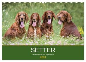 Setter – Geliebter Freund und Jagdkamerad (Wandkalender 2024 DIN A2 quer), CALVENDO Monatskalender von Mayer Tierfotografie,  Andrea