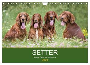 Setter – Geliebter Freund und Jagdkamerad (Wandkalender 2024 DIN A4 quer), CALVENDO Monatskalender von Mayer Tierfotografie,  Andrea