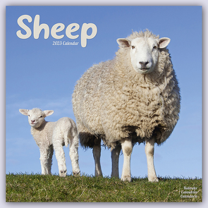 Sheep – Schafe 2023 – 16-Monatskalender