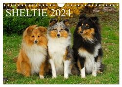 Sheltie 2024 (Wandkalender 2024 DIN A4 quer), CALVENDO Monatskalender von Starick,  Sigrid