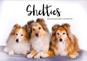 Shelties – Die zuckersüßen Vierbeiner. (Wandkalender 2024 DIN A2 quer), CALVENDO Monatskalender von Scott,  M.