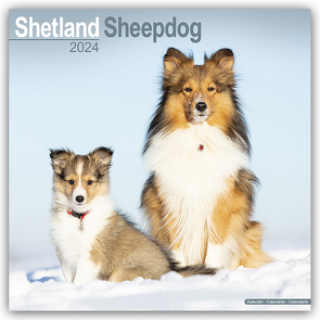 Shetland Sheepdog – Shelties 2024 – 16-Monatskalender