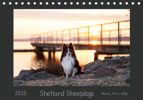 Shetland Sheepdogs Blacky, Anry, Mojo 2020 (Tischkalender 2020 DIN A5 quer) von Kudla,  Madlen